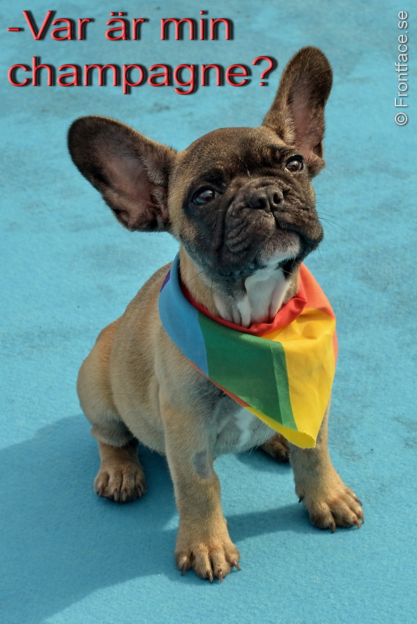 Pride-VIP_012